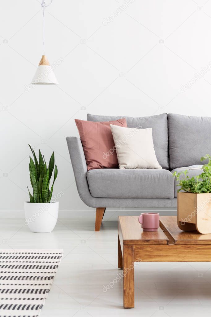 Pillows on grey couch in white simple living room interior with plant on wooden table. Real photo