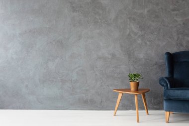 Kadife koltuk yanında yeşil bitki tencerede, kopya alanı beton duvar ile gerçek fotoğraf ile küçük ahşap masa