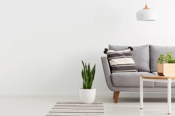 Pflanze Auf Teppich Neben Grauem Sofa Weißem Wohnzimmerinterieur Mit Kopierraum — Stockfoto