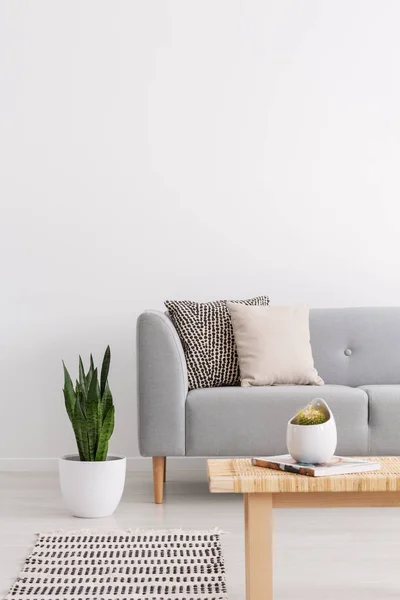 Pflanze Neben Grauer Couch Mit Kissen Wohnzimmerinnenraum Mit Teppich Und — Stockfoto
