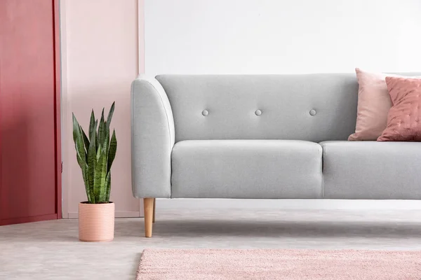 Grønn Plante Pastellrosa Gryte Ved Siden Grå Komfortabel Sofa Med – stockfoto