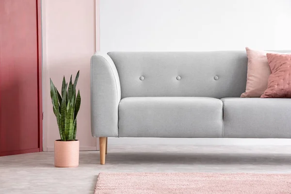 Grön Växt Pastell Rosa Kruka Bredvid Grå Bekväm Soffa Med — Stockfoto