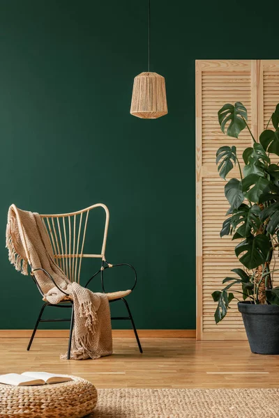 在黑色锅里的怪物植物旁边有米色毯子的 Wicker 扶手椅 在空的绿色墙上有复制空间的真实照片 — 图库照片
