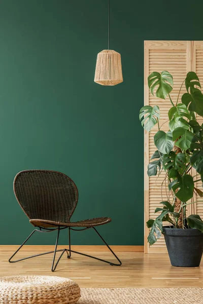 空的绿色墙优雅的客厅内部与柳条时尚的扶手椅和藤条吊灯 真正的照片与复制空间和怪物植物在黑色的锅 — 图库照片