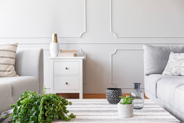 Closeup of green plant in pot on coffee table covered with striped tablecloth, real photo