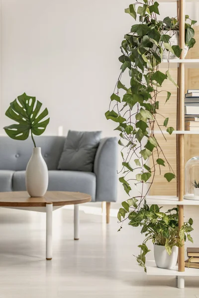 Jungle Urbaine Dans Salon Naturel Avec Canapé Scandinave Gris Lierre — Photo