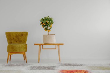 Beyaz duvar üzerinde kopya alanı ile modayı oturma odasında zeytin yeşili koltuk yanında ahşap sehpa üzerinde portakal ağacı