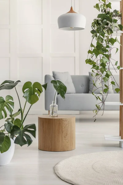 Piante e tavolo in legno in un interno bianco soggiorno — Foto Stock