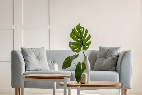 Monstera deliciosa auf Couchtisch und grauem Sofa im schlichten Wohnzimmerinterieur — Stockfoto