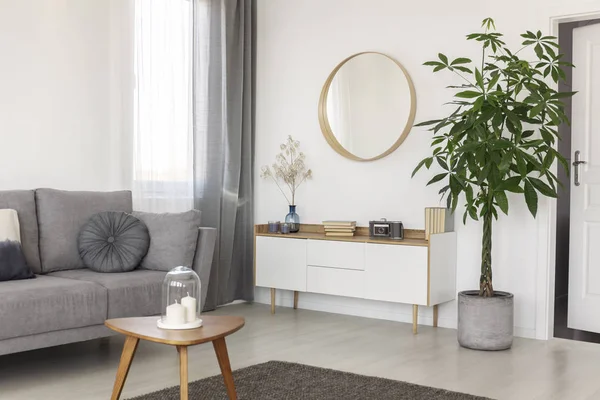 Tasteful living room interior with big green flower in concrete pot next to white cabinet with books — Stock Photo, Image