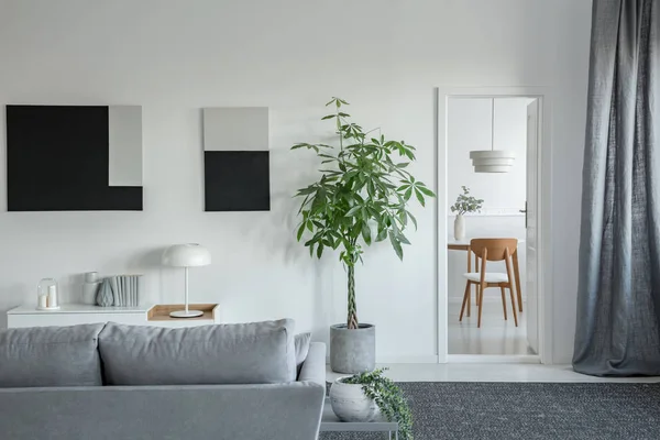 Stor grön planta i betong kruka i ljust vardags rum interiör med grå möbler — Stockfoto