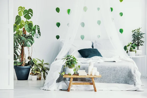 Yeşil bitki, kitap ve mum ahşap tezgah üzerinde şık yatak odası iç gölgelik ile — Stok fotoğraf
