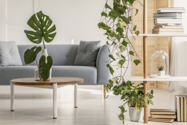 Modern oturma odasında bitkilerin yakın çekim