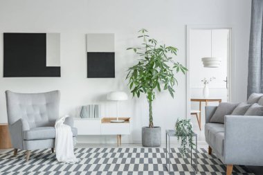 Gri mobilya ile aydınlık oturma odası iç beton pot büyük yeşil bitki