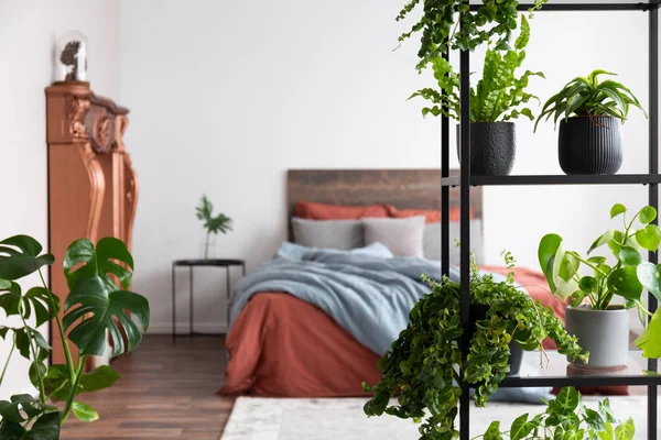 Зеленые горшечные растения, стоящие в белой простой спальне с ко — стоковое фото