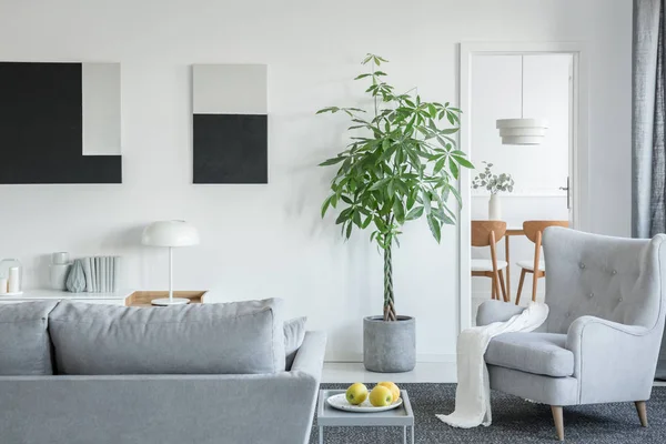 灰色の家具が付いている明るい居間の部屋のコンクリート鍋の大きい緑の植物 — ストック写真