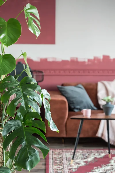 Folhas verdes grandes de planta monstro em elegante sala de estar interior com sofá de camurça com travesseiros — Fotografia de Stock