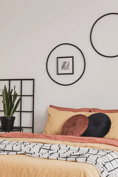 Green plant in black pot next to king size bed in trendy bedroom interior — Stock Image Green plant in black pot next to king size bed in trendy bedroom interior Stock Photo