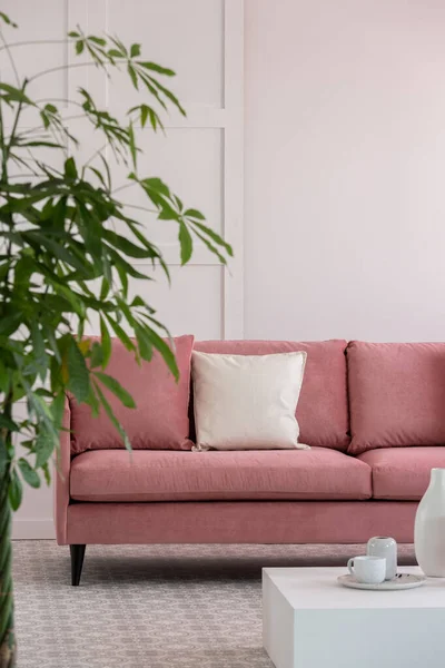 Grande planta verde no pote ao lado do sofá rosa pastel no interior elegante branco — Fotografia de Stock