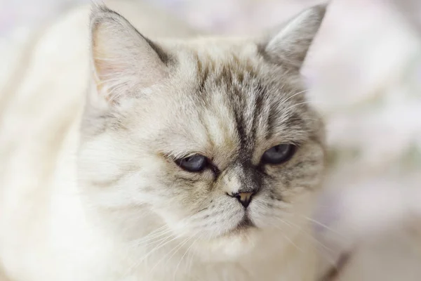 Blanco Británico Taquigrafía Gato — Foto de Stock