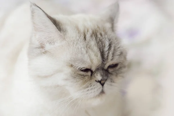 白色英国短毛猫 — 图库照片