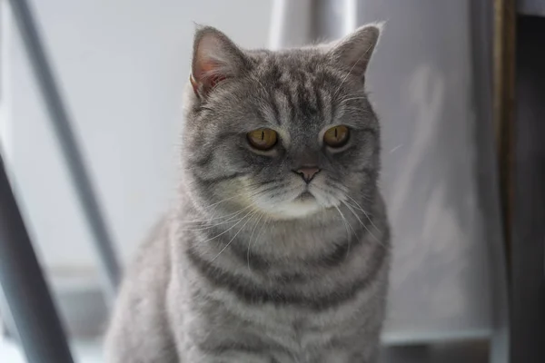 Dark Grey Male British Short Haired Cat — Stock Photo, Image