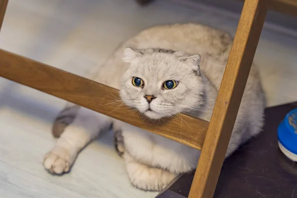 Gato Británico Con Taquigrafía Blanco Plata Meditación — Foto de Stock