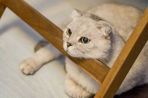 Gato Curto Britânico Branco Prateado Meditação — Fotografia de Stock