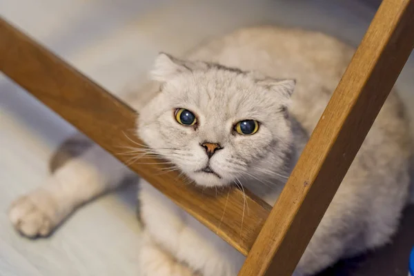 Gato Británico Con Taquigrafía Blanco Plata Meditación — Foto de Stock