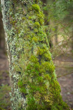 Yeşil yosunlarla kaplı yaşlı bir ağaç