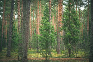 Ormanda küçük bir göl