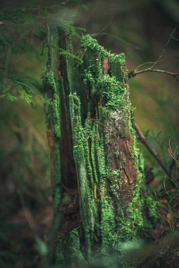 Yeşil yosunlarla kaplı yaşlı bir ağaç