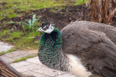 Hüzünlü tavus kuşu