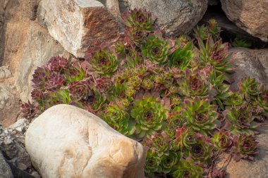 İnanılmaz yeşil bitkiler ve taşlar