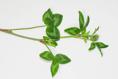 Beyaz arka planda taze yeşil yapraklar