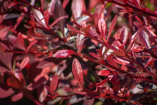 Kırmızı yapraklı çit şeklinde çalılar.