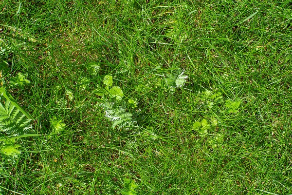 Taze kesilmiş çimen dokusu