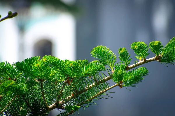 Rus Ortodoks Kilisesi 'nin arka planına karşı parlak sulu ladin.