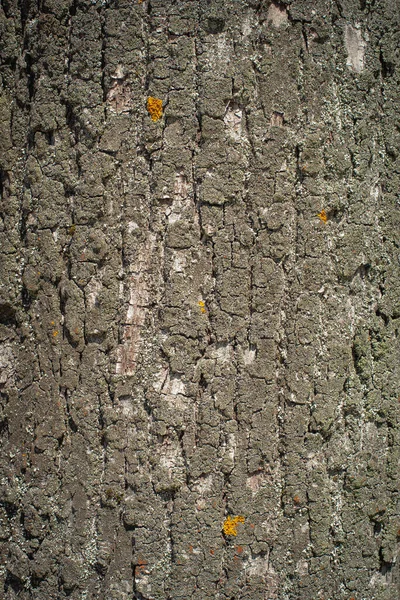 Textura Madera —  Fotos de Stock