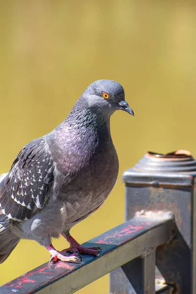 Pigeon Basks Sun Hot Summer Day — Stock Photo, Image