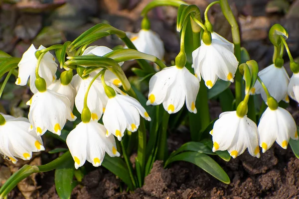 Beyaz çan çiçekleri bir bahar günü açtı.