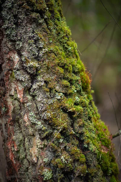 Старе Дерево Покрите Зеленим Мохом — стокове фото