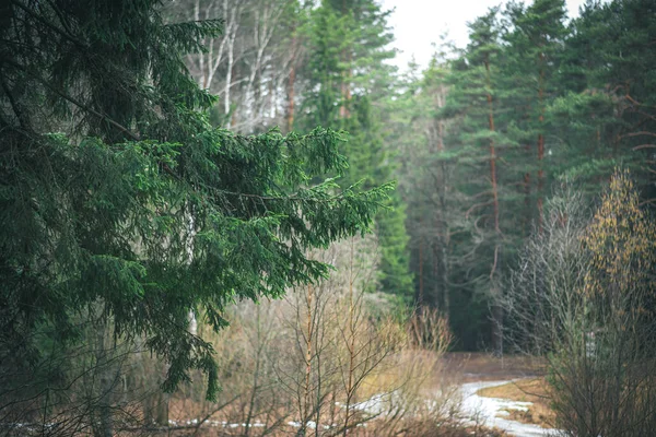 Çam ormanında uzun bir yol