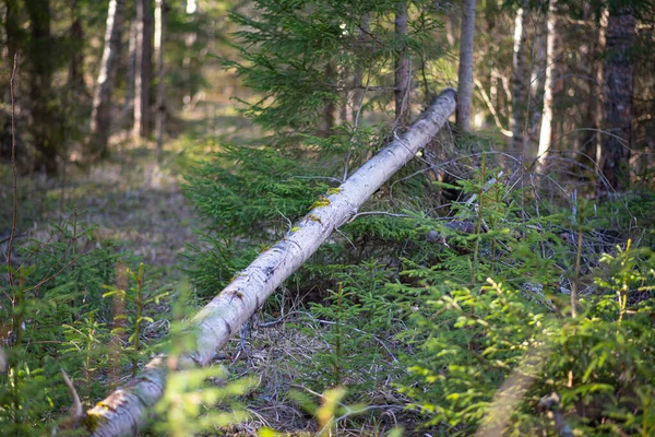 İlkbaharın başında ladin ormanları