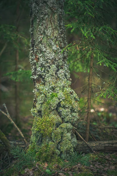 Yosun tarafından sindirilmiş bir çam ağacının kabuğu.