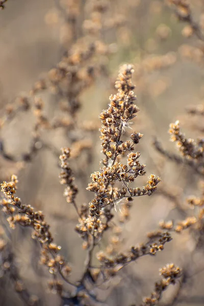 Baharın başında kurumuş yaprak