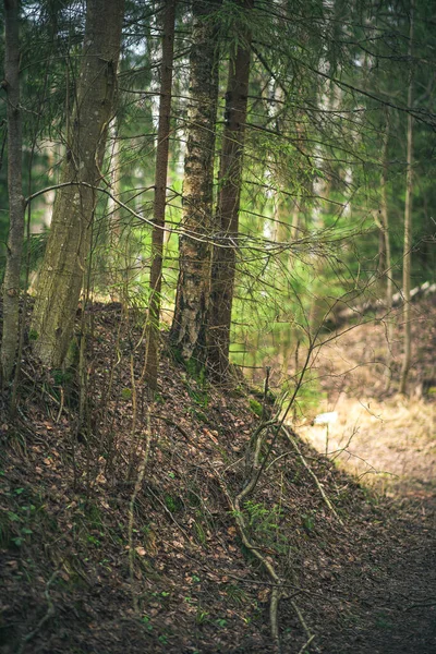 İlkbaharın başında ladin ormanları