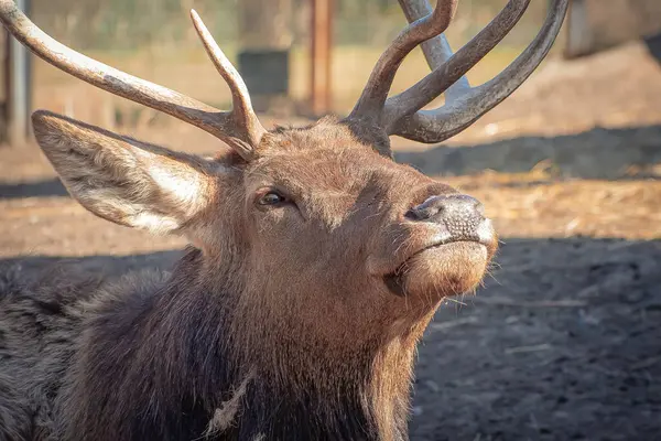 Büyük boynuzlu geyik.