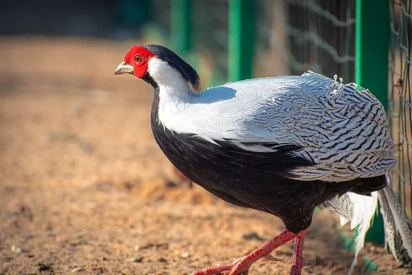 Tohum arayan komik tavuk.