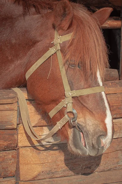 Kahverengi renkli güzel at